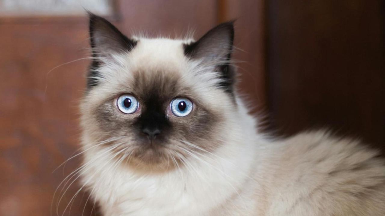 <b>Kucing Siam</b>