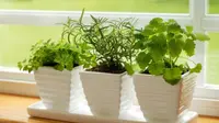5 Tips Merawat Tanaman Sayur di Teras Rumah agar Subur dan Cepat Panen