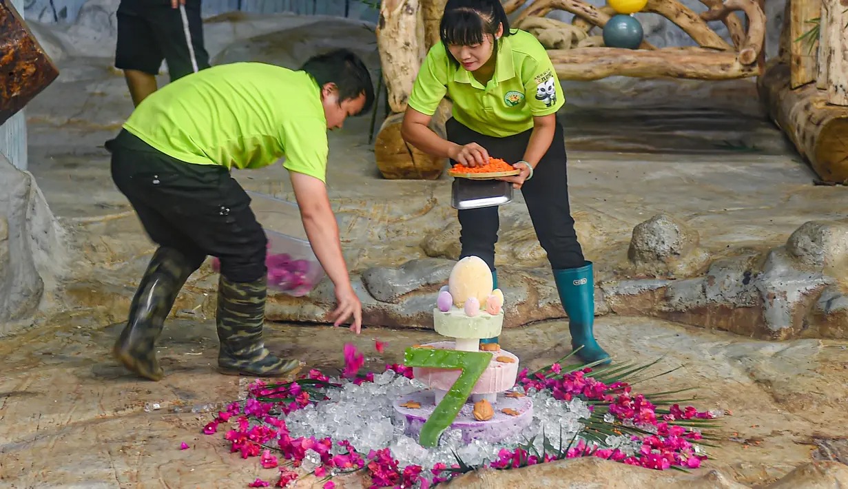Staf melakukan persiapan untuk ulang tahun panda raksasa bernama Gonggong di Taman Margasatwa dan Kebun Raya Tropis Hainan di Haikou, Provinsi Hainan, China pada 27 Agustus 2020. Taman tersebut mengadakan perayaan ulang tahun ketujuh untuk dua panda raksasa pada Kamis (27/8). (Xinhua/Pu Xiaoxu)