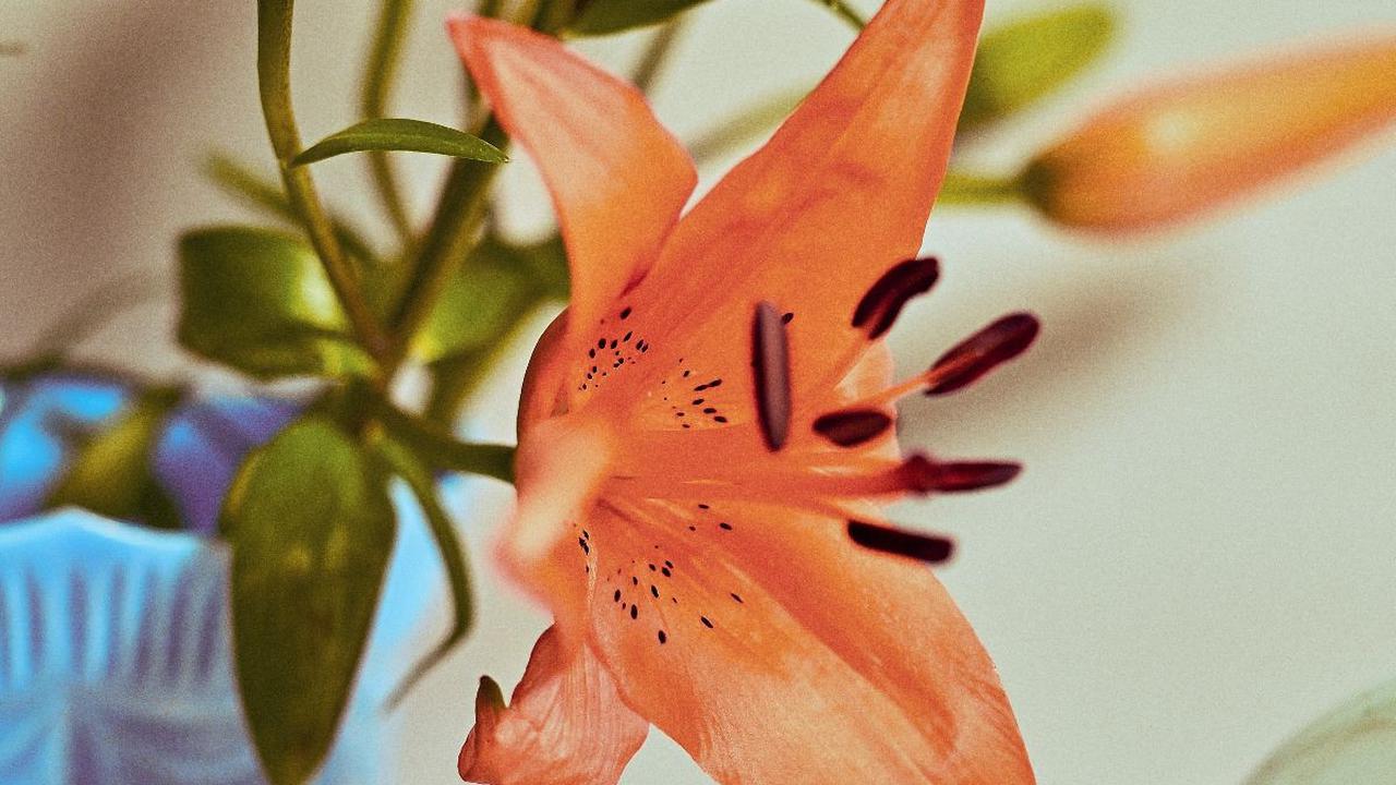 <b>Bunga Lily</b>