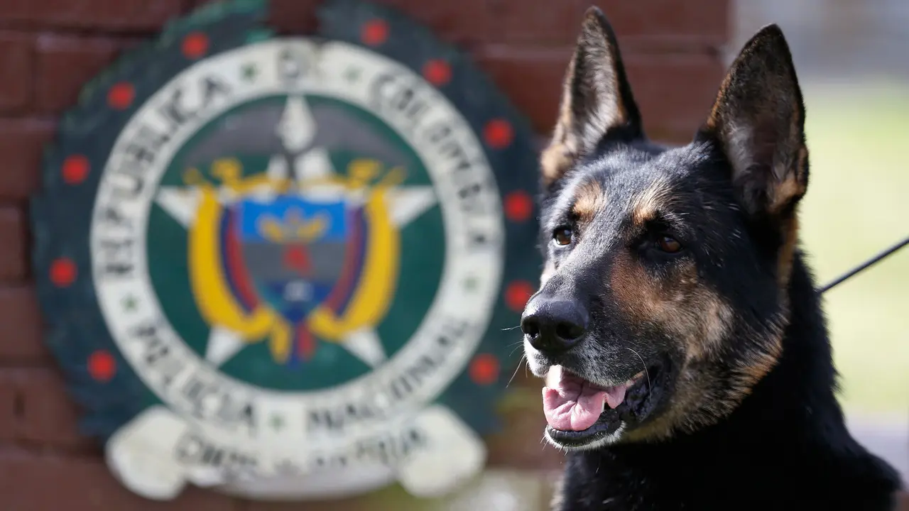 Anjing Pelacak Kepolisian Kolombia, Sombra