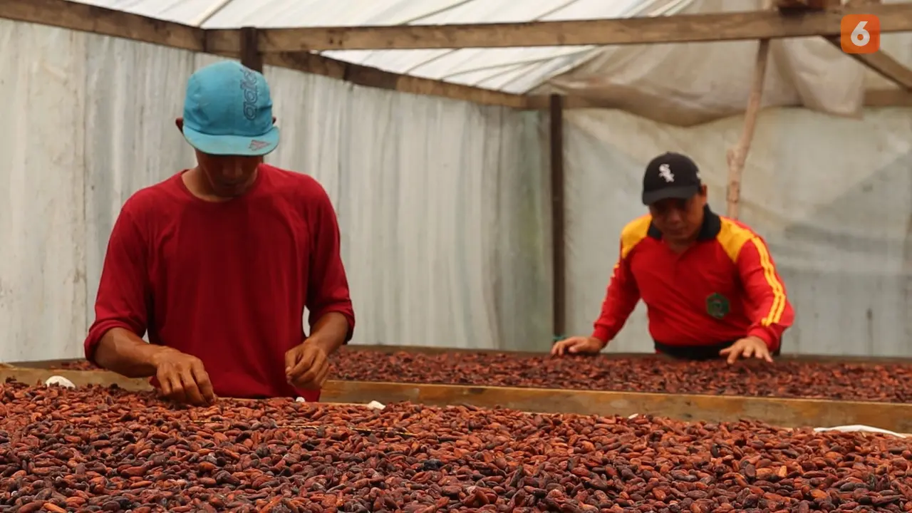 Biji Coklat