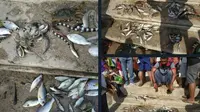 Biota laut mati mendadak ditemukan di pesisir pantai Desa Lolonluan, Kecamatan Tanimbar Utara, Kabupaten Kepulauan Tanimbar (KKT). (Liputan6.com/ Istimewa)