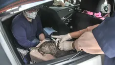 Petugas medis Sudin Ketahanan Pangan, Kelautan dan Pertanian (KPKP) Jakarta Timur menggelar vaksinasi rabies drive thru di halaman Kantor Wali Kota Jakarta Timur, Selasa (28/9/2021). Kegiatan vaksinasi rabies drive thru ini digelar dalam rangka Hari Rabies Sedunia. (merdeka.com/Iqbal S Nugroho)