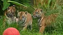 Tiga anak harimau sumatera untuk pertama kalinya dilepas ke kandang terbuka di Kebun Binatang Toranga, Sydney, Jumat (29/3/2019). Ketiga anak Harimau Sumatera yang berjenis kelamin dua betina dan satu pejantan itu lahir pada 17 Januari 2019. (PETER PARKS / AFP)