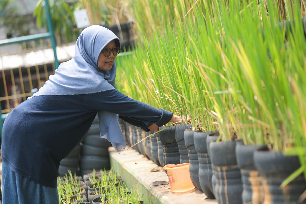 Tanam Padi dalam Galon untuk Ketahanan Pangan dan Bantu Anak Stunting