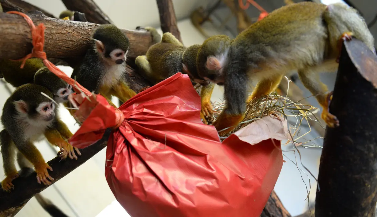 Monyet tupai mencoba membuka paket natal berisi penuh makanan di kebun binatang de Pescheray, Prancis, Selasa (24/12/2019). Tak hanya manusia saja yang merayakan Natal, hewan  di kebun binatang ini disuguhi makanan lezat yang dibungkus dengan kado khas Natal.  (JEAN-FRANCOIS MONIER/AFP)