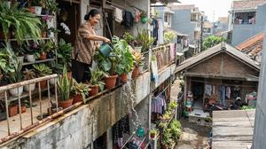 Cara Menata Pot di Balkon agar Air Siraman Tidak Menetes ke Lantai Bawah