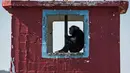 Seekor simpanse duduk dipinggir jendela di tempat perlindungan di Great Apes Project (GAP), Socoraba, Brasil (28/7). Tempat ini merupakan pusat rehabilitasi untuk simpanse yang sebelumnya berada di kebun binatang. (AFP Photo/Nelson Almeida)