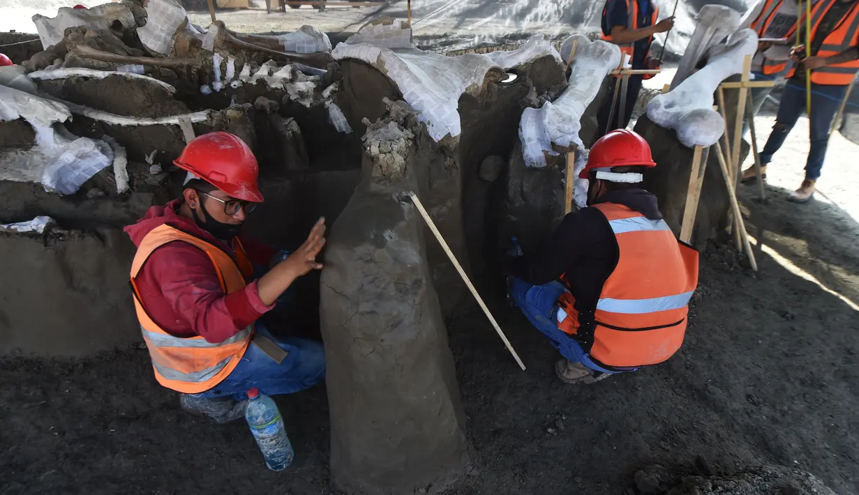 Ahli paleontologi dari Institut Antropologi Nasional bekerja menggali kerangka mammoth yang ditemukan di Pangkalan Militer Santa Lucia di Kotamadya Zumpango, Meksiko (8/9/2020). (AFP/Rodrigo Arangua)