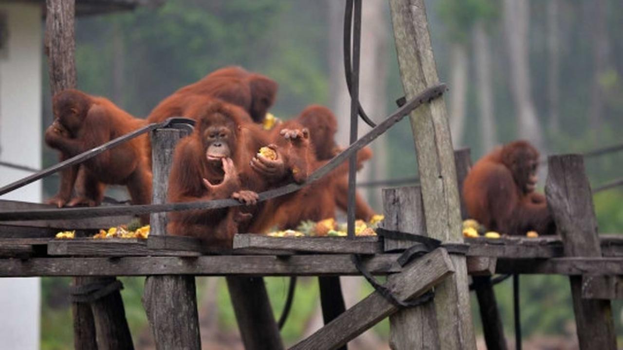 Menengok bayi orang utan selamat dari kebakaran hutan Palangkaraya