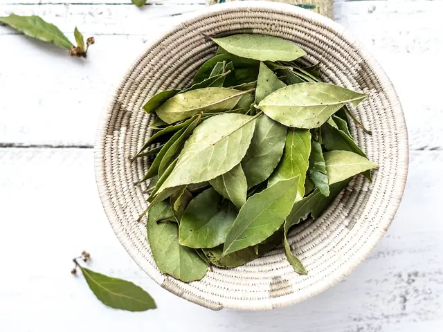 Ternyata Ini Fungsi Daun Salam Dalam Masakan Dan Kesehatan Lifestyle Fimela Com