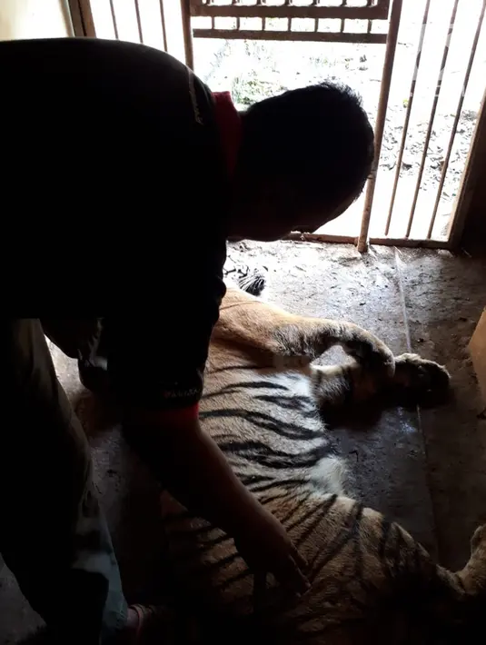 Petugas memegang harimau yang sempat lepas dari kandangnya di Kebun Binatang Taman Marga Satwa Mangkang, Semarang, Jawa Tengah, Rabu (5/12). Harimau betina terjebak di dalam gorong-gorong jembatan di dalam kebun binatang. (Liputan6.com/Gholib)