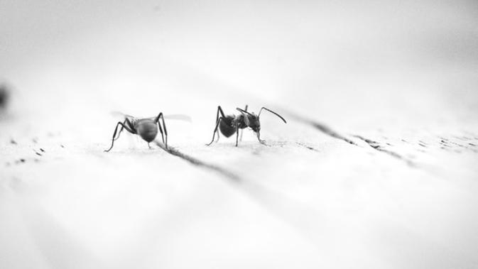 Virus dari Gigitan Nyamuk, Pria Michigan Mati Otak 9 Hari Kemudian