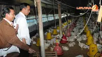 Joko Widodo meninjau rumah peternakan ayam di Kecamatan Tegineneng,Lampung, pada Rabu (23/4/14)(Liputan6.com/Herman Zakharia) 