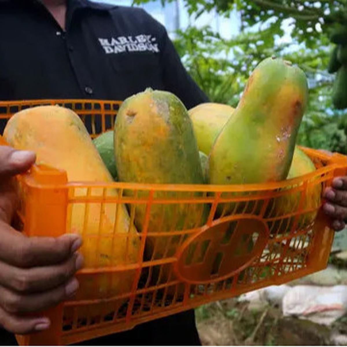 Mau Kolesterol dan Gula Darah Stabil? Konsumsi Pepaya Setelah Makan Siang