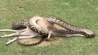 Ular Piton Mangsa Kanguru, Pertandingan Golf Kacau Balau