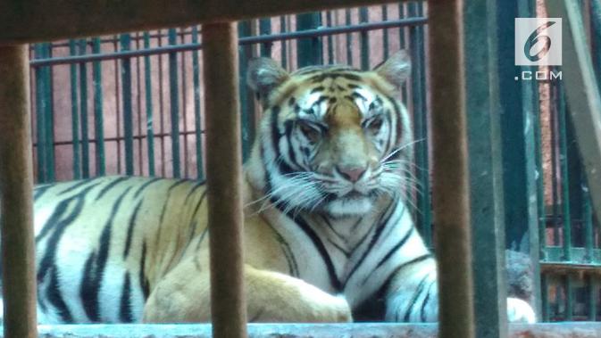 Harimau Sumatera (Panthera tigris sumatrae) yang gemuk dan sehat ini senantiasa gagah dengan surainya. Jauh lebih gagah dibanding harimau siberia yang berukuran raksasa. (foto: Liputan6.com / edhie prayitno ige)