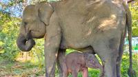 Bayi gajah Sumatera lahir dari induk bernama Yulia di Taman Nasional Way Kambas. (dok. Biro Humas Kemenhut)