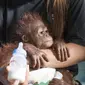 Vena, Bayi Orangutan yang Dievakuasi dari Warga (Liputan6.com/Raden AMP).