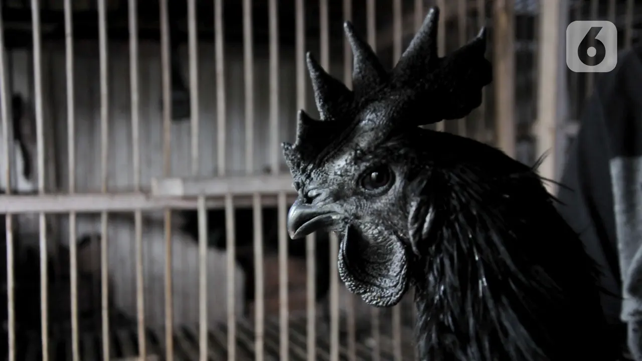 Melestarikan Si Hitam Cemani