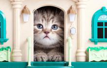 Inilah rumah impian bagi pecinta kucing