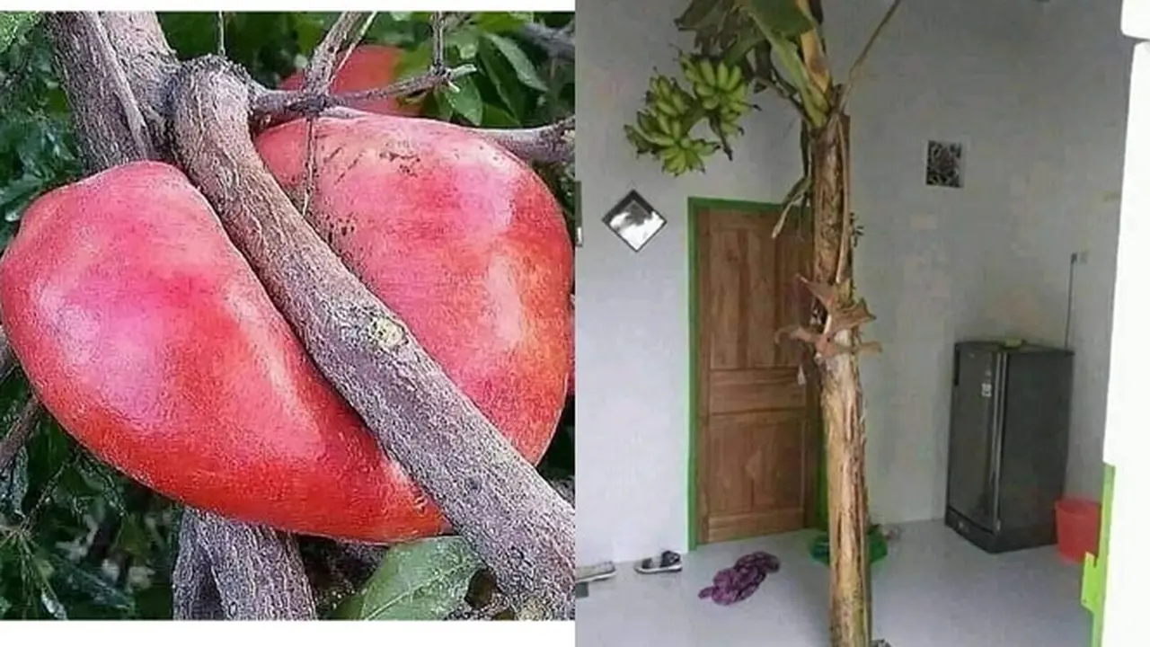 6 Momen Langka Buah Tumbuh di Tempat Tak Terduga, Bikin Heran