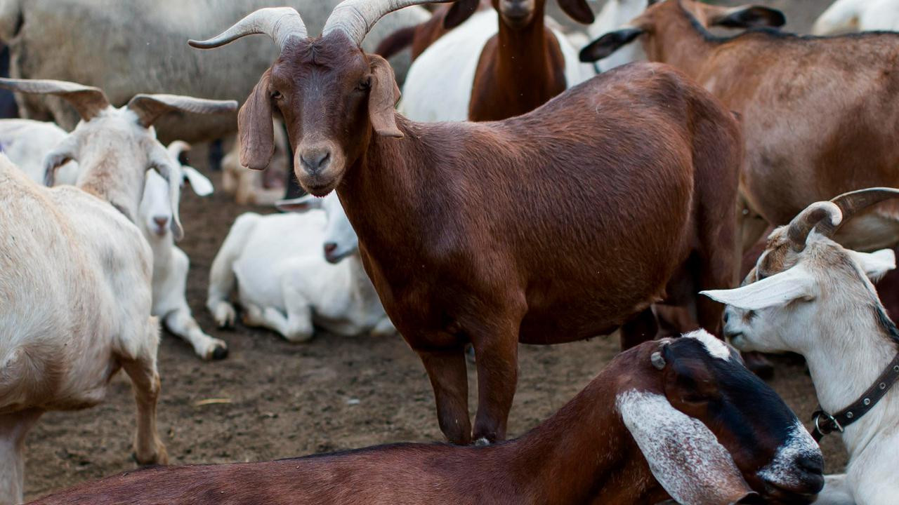 Dampak Stres pada Kambing dan Sapi terhadap Kualitas Daging