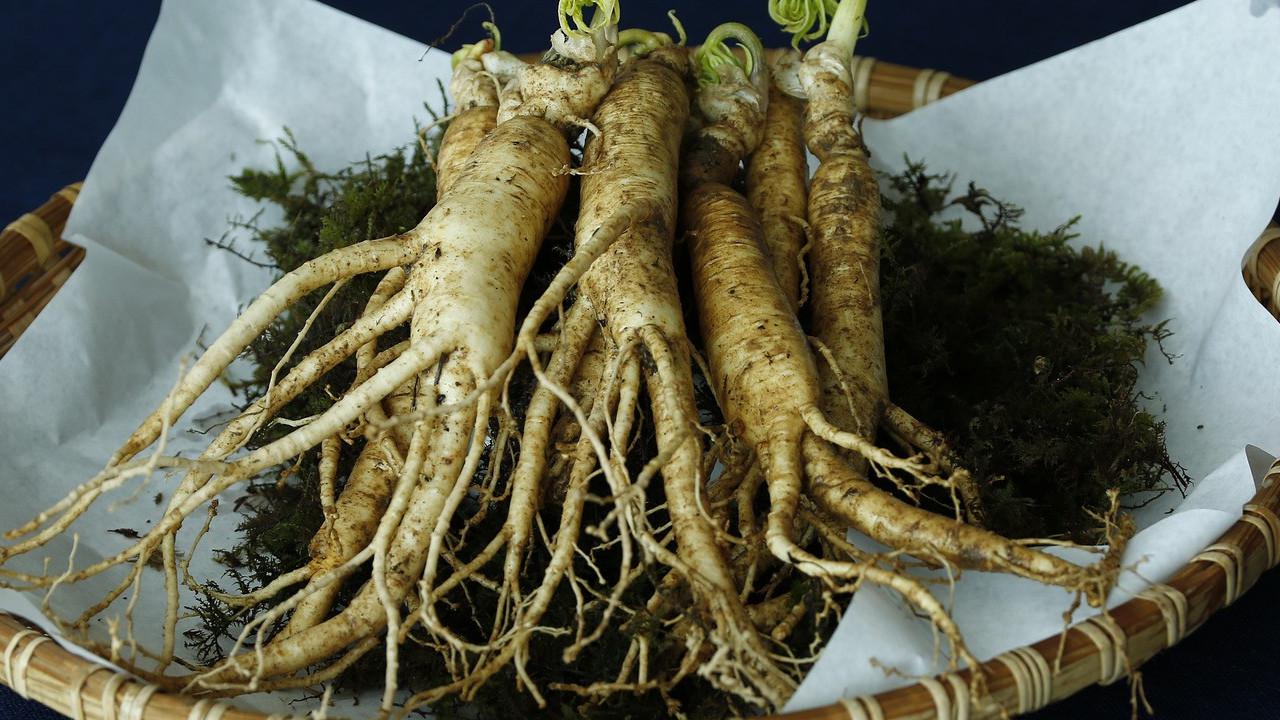 Ilustrasi ginseng
