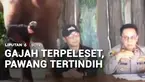 Seorang pawang tertindih Gajah Sumatra saat pertunjukkan di objek wisata Lembang Park Zoo, Cisarua, Jawa Barat. Diduga gajah terpeleset dan menindih pawang gajah. Korban menderita patah tulang.