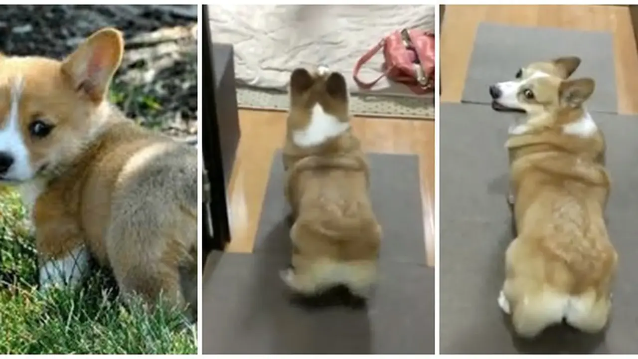 (c) youtube.com, giphy.com