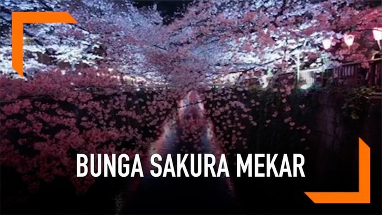 VIDEO: Masuki Musim Semi, Jepang Bermandikan Warna Merah Muda