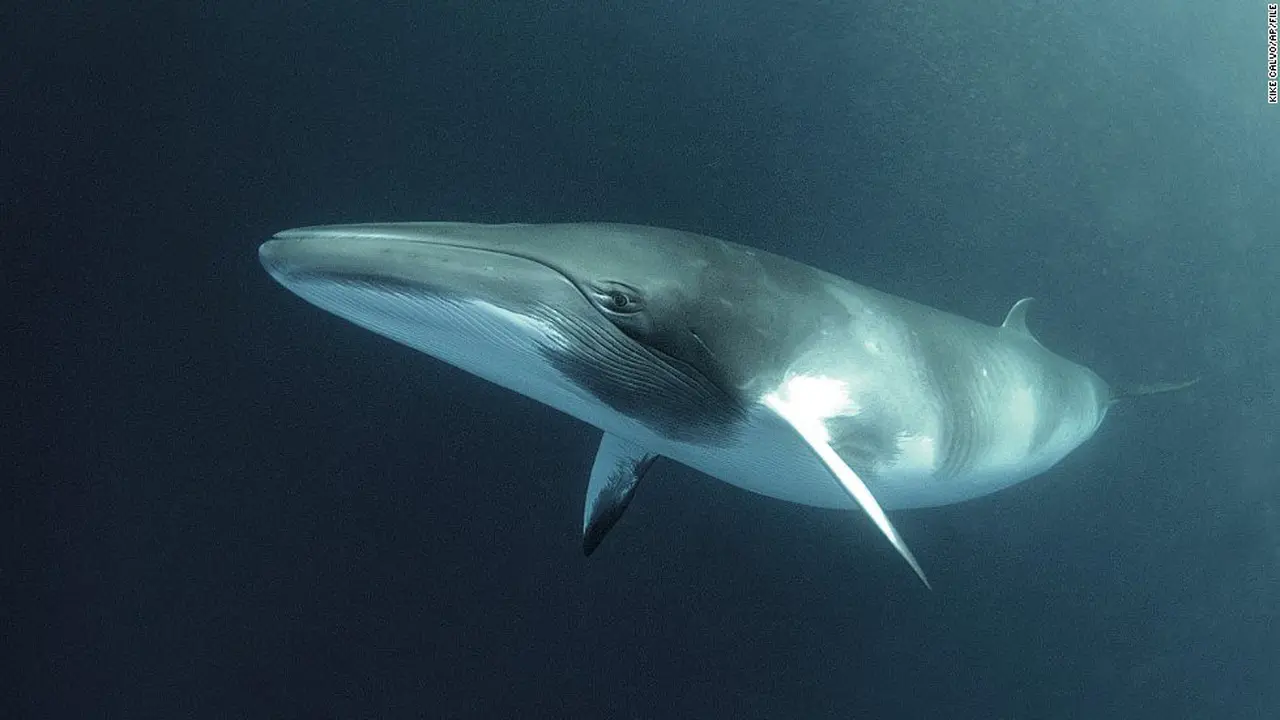 Minke Whales: A Complete Profile and Tragic Death Incident in New Jersey Waters