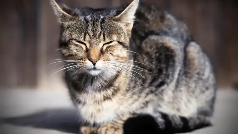 Ini Arti di Balik Posisi Tidur Kucing yang Miring dan Seperti Roti