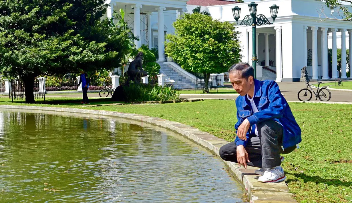 Presiden Jokowi memandangi salah satu kolam di depan kompleks Istana Bogor, Minggu, (2/1). Saat melepaskan kodok di salah satu kolam, Presiden Jokowi secara kebetulan mendapati seekor biawak yang terjebak dalam kotak saringan air. (Setpres-Agus Suparto)