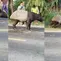 Tapir yang tiba-tiba muncul di jalanan Kabupaten Mesuji, Lampung, mati dibunuh warga. (Liputan6.com/Istimewa).
