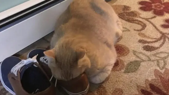 7 Potret Ini Bukti Kucing Bisa Menentang Hukum Alam