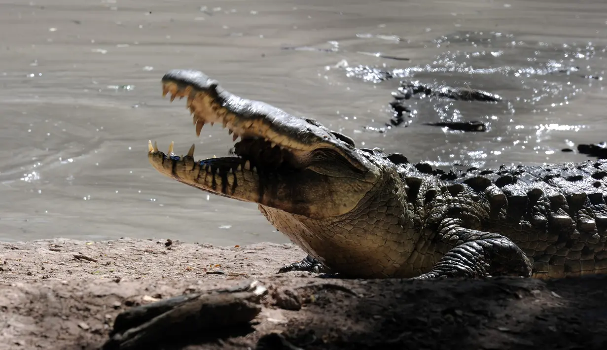 Seekor buaya kelaparan mengunyah cabang pohon yang jatuh di dekat kolam di peternakan di Kota San Manuel, Honduras, Minggu (1/11). Ribuan buaya itu kelaparan setelah pemilik mereka ditahan karena terlibat perdagangan narkoba. (AFP PHOTO/Orlando SIERRA)