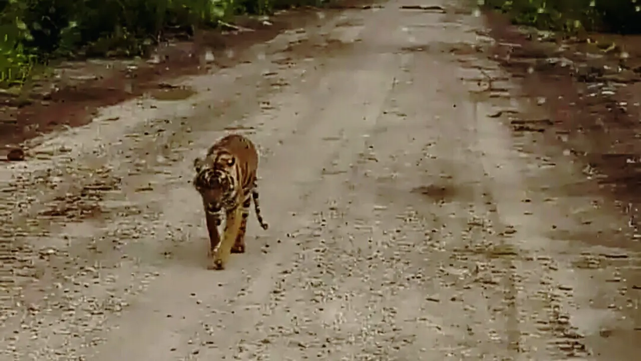 Harimau Sumatera