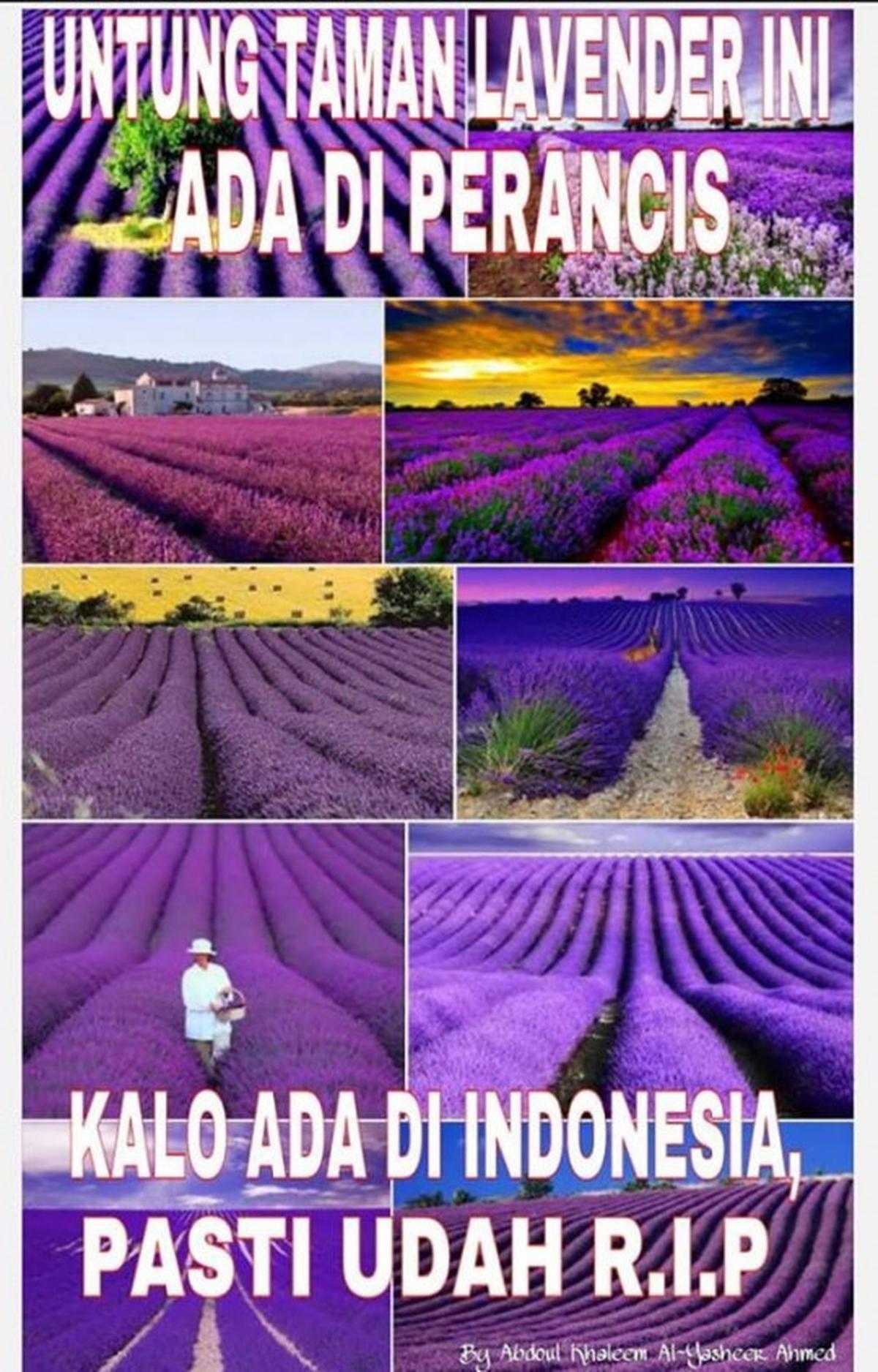 Meme-meme konyol sindir alayers rusak taman bunga Amarillys