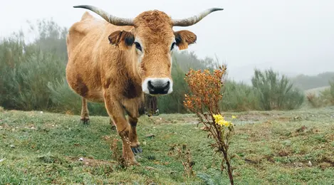 9 Arti Mimpi Dikejar Sapi Yang Berhubungan Dengan Kabar Baik - Lifestyle  Fimela.com