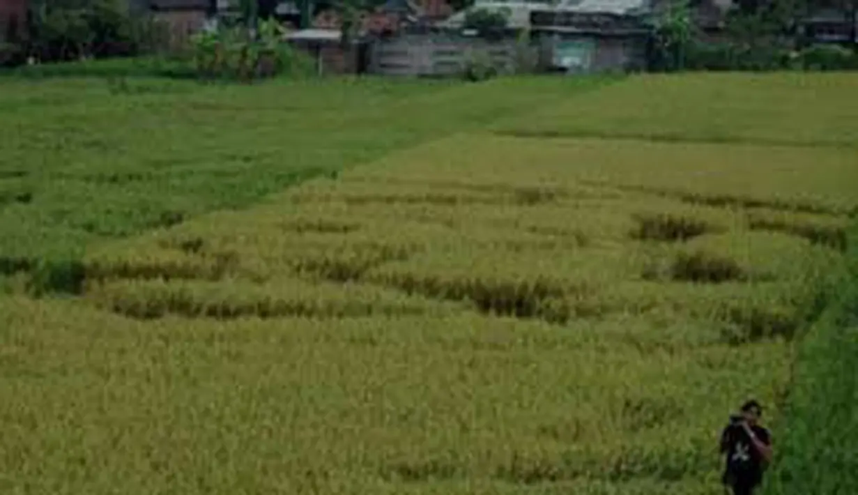 Seorang pria berada areal penemuan fenomena yang diduga crop circle yang baru ditemukan, di Wanujoyo, Piyungan, Bantul,Yogyakarta. (Antara)