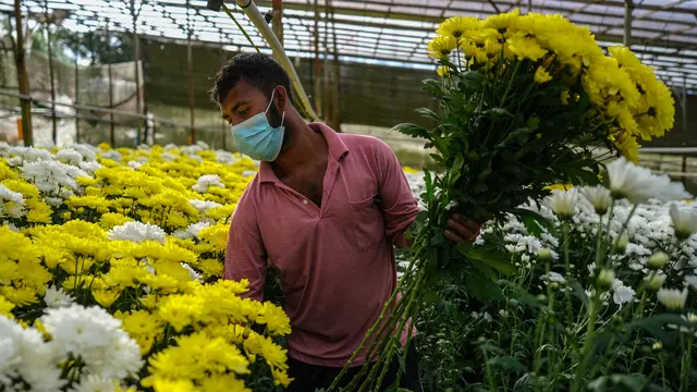 Petani Dataran Tinggi Malaysia Berjuang untuk Bertahan Hidup di Masa Pandemi