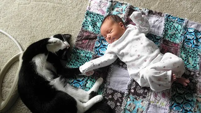 Jadi Teman Si Kecil, Ini 7 Potret Kucing saat Jaga Bayi Ini Menggemaskan
