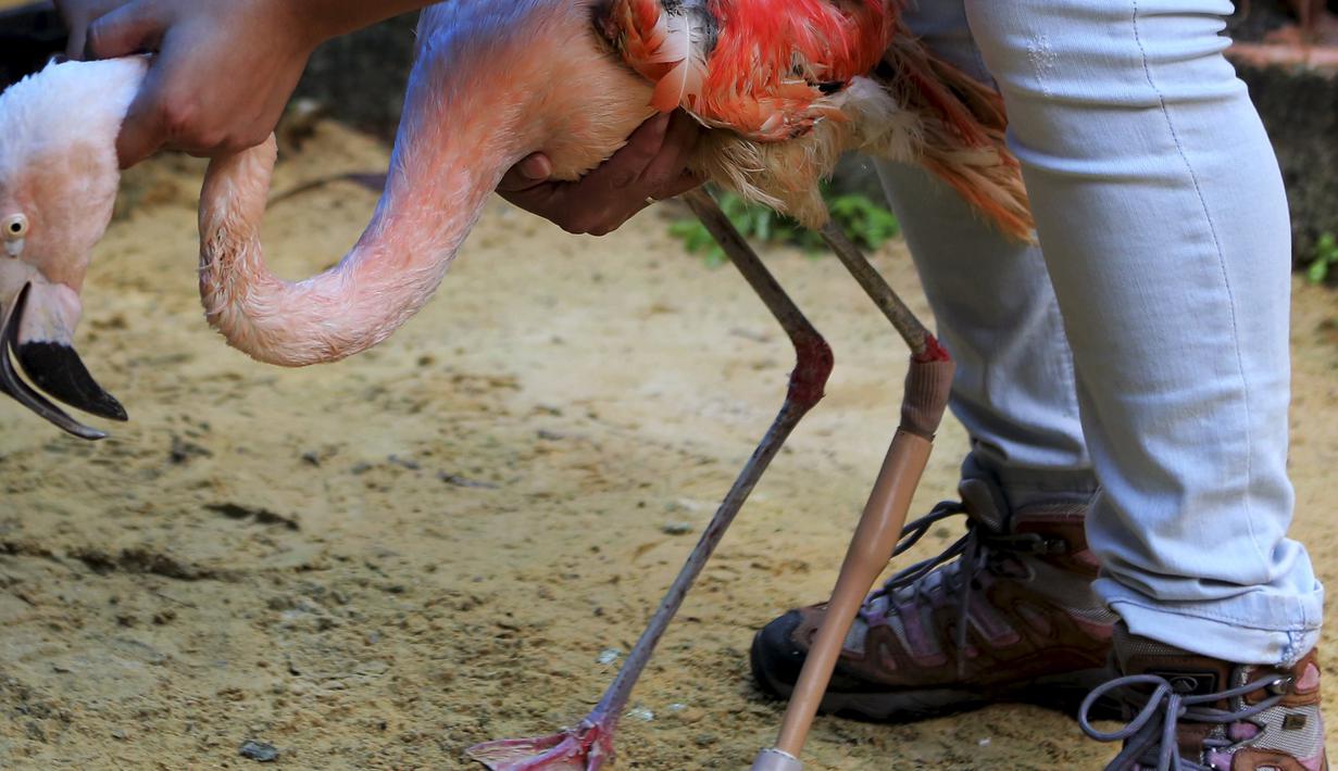 Penjaga membantu flamingo berjalan dengan kaki palsunya di Kebun Binatang Sorocaba, Brasil, Rabu (1/7/2015). Flamingo Chile dipasangi kaki palsu karena bagian bawah kaki kirinya yang mengalami patah tulang telah diamputasi. (REUTERS/Paulo Whitaker)