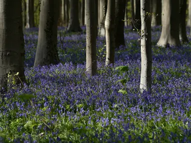 Bunga-bunga bluebell liar, yang mekar sekitar pertengahan April mengubah hutan menjadi hamparan biru seperti karpet di Hallerbos, juga dikenal sebagai "Hutan Biru", dekat kota Halle, Belgia, Rabu (15/4/2020). Tahun ini keindahan hamparan bunga itu ditutup karena pandemi Covid-19. (JOHN THYS/AFP)