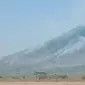 Kebakaran di Gunung Baluran Kawasan Taman Nasional Baluran Situbondo. ((Foto: Instagran btn_baluran)