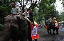 Pengunjung Keluar Kendaraan & Langgar Aturan di Taman Safari, Awas Sanksi Tegas Menanti!