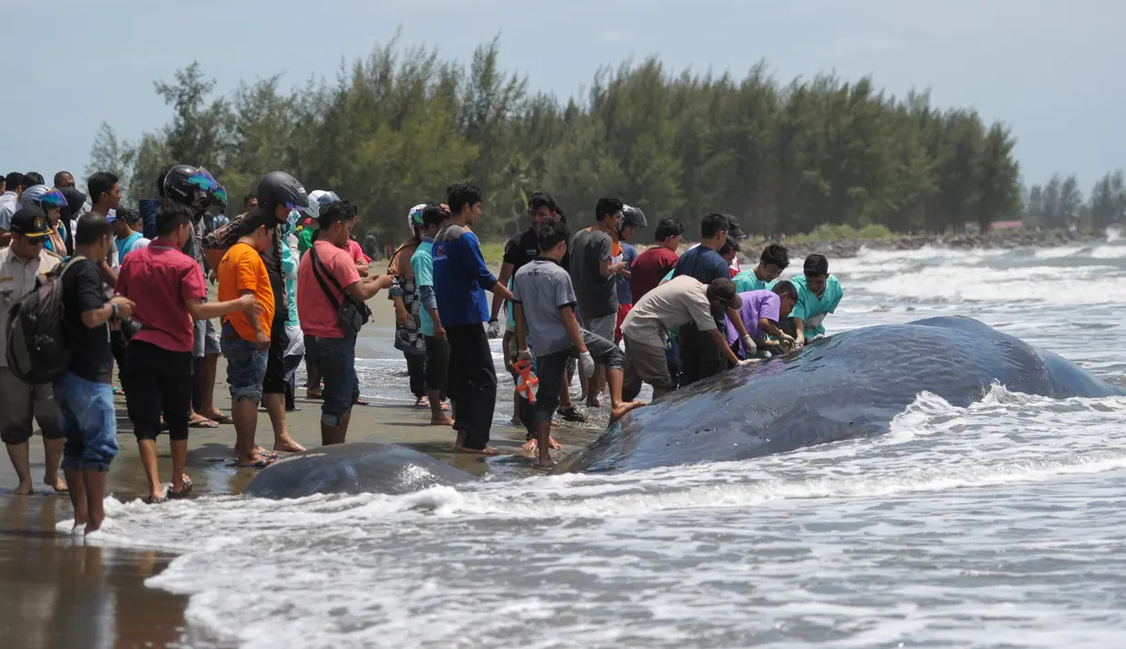 Paus yang mati terdampar menjadi tontonan warga di Pantai Alue Naga, Banda Aceh, Kamis (4/8). Menurut keterangan warga, paus tersebut mati karena berkelahi dengan paus lainnya. (AFP PHOTO/ Chaideer Mahyuddin)