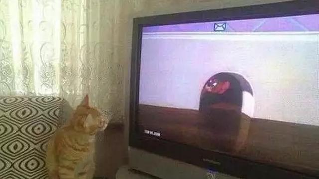6 Momen Kebetulan Tingkah Kucing Sama dengan Tokoh di TV Ini Bikin Gemas